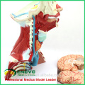 MUSCLE16 (12310) Medical Anatomy of Head and Neck Muscles Modelo 12310